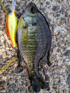 ブルーギルの釣果