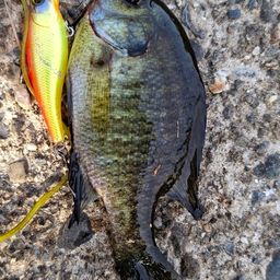 ブルーギル