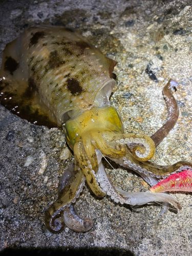 アオリイカの釣果