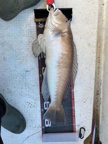 シロアマダイの釣果