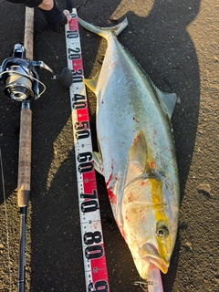 ヒラマサの釣果