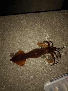 スルメイカの釣果