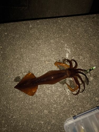 スルメイカの釣果