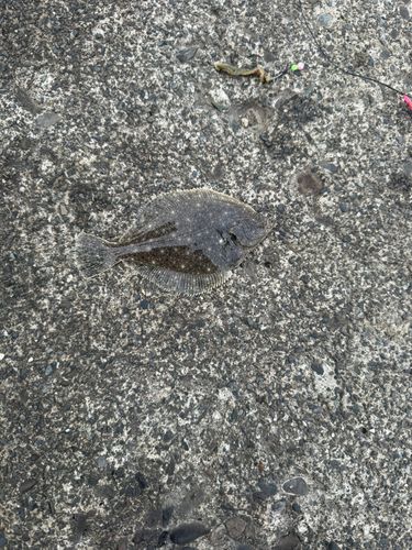 カレイの釣果