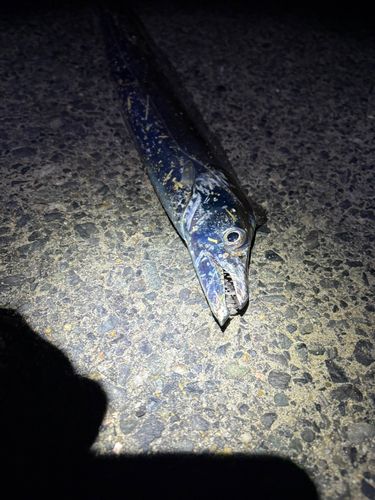 タチウオの釣果