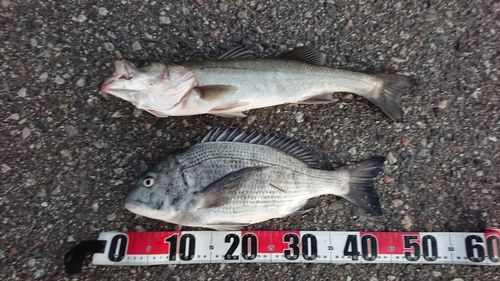 クロダイの釣果