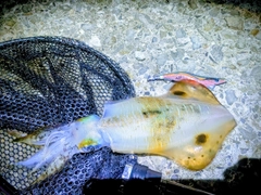 アオリイカの釣果