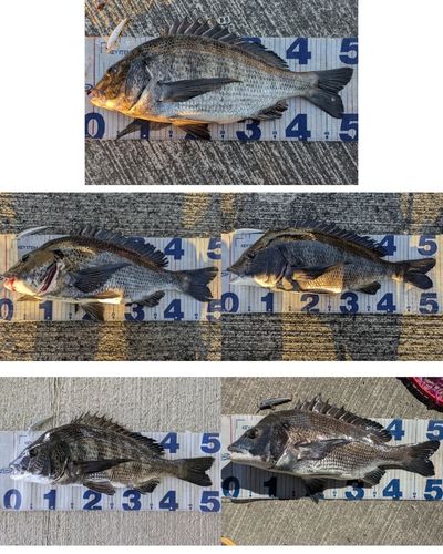 チヌの釣果