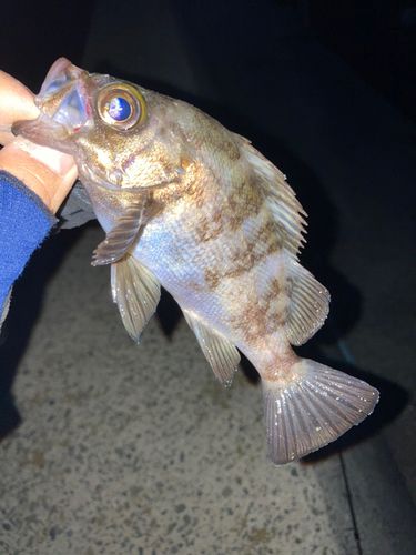 アカメバルの釣果