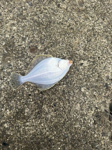 カレイの釣果