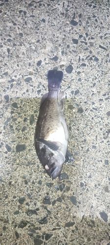 クロソイの釣果