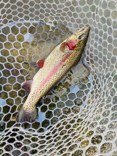 ニジマスの釣果