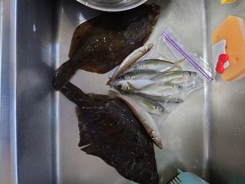 カレイの釣果