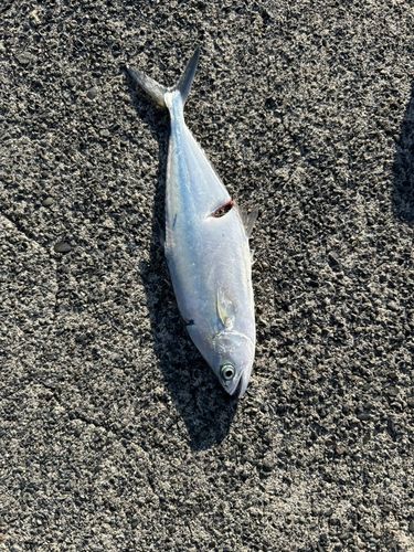 イケカツオの釣果