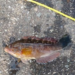 ホシササノハベラ