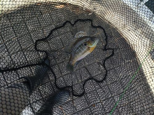 ブルーギルの釣果