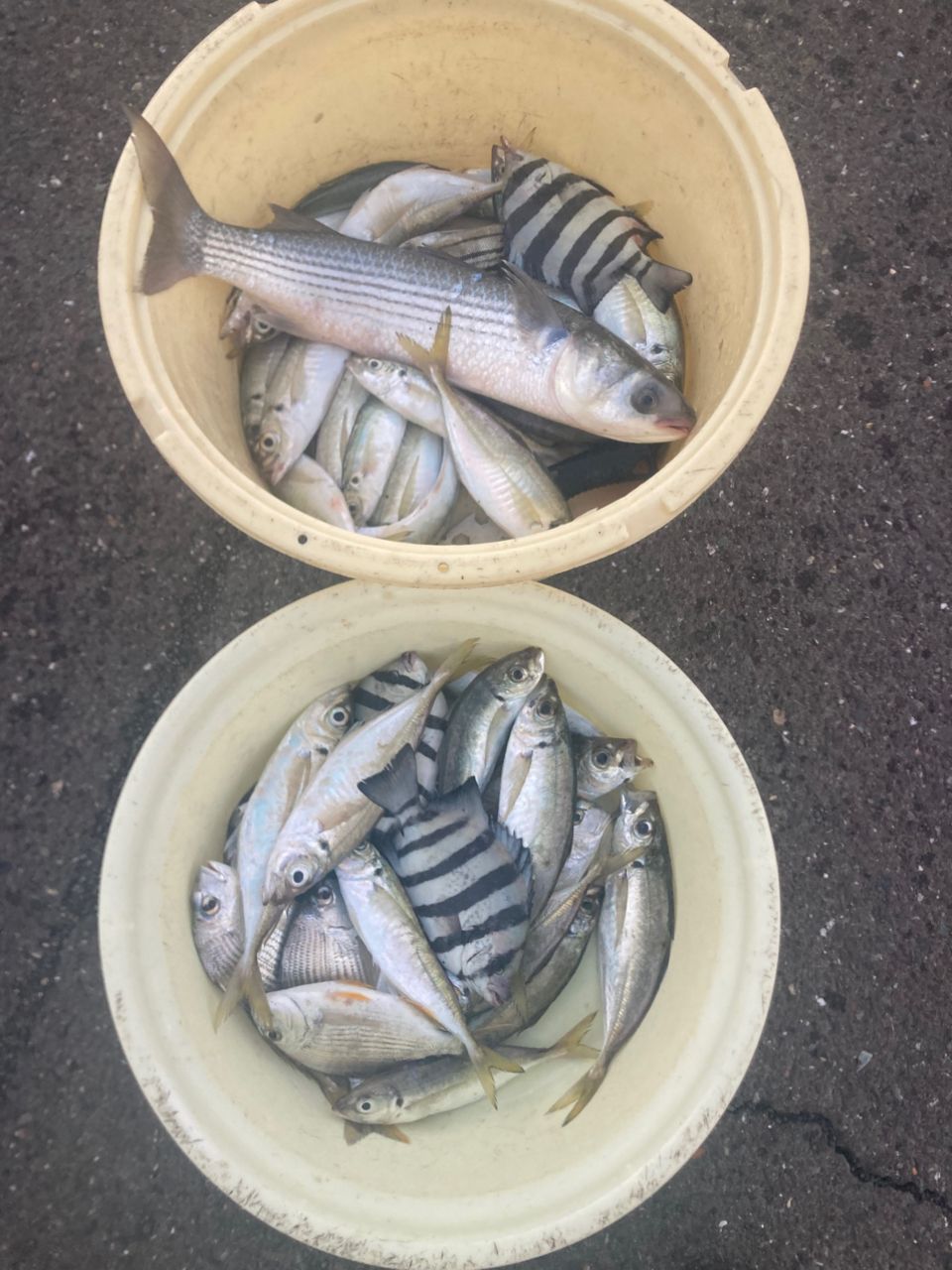 kihiro3さんの釣果 1枚目の画像