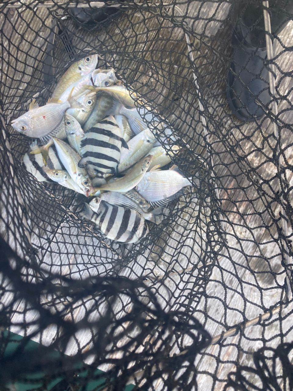 kihiro3さんの釣果 3枚目の画像