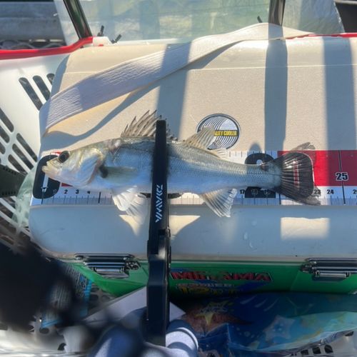 マアジの釣果