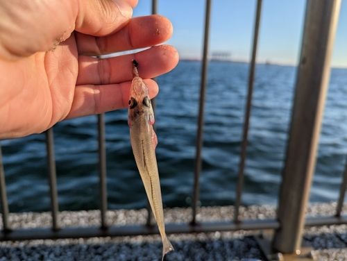 シロギスの釣果