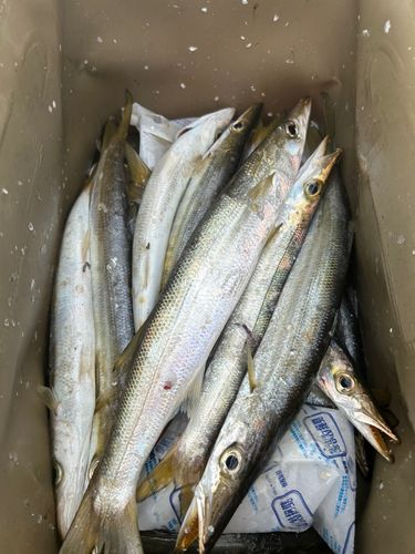 アカカマスの釣果