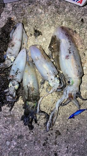 アオリイカの釣果