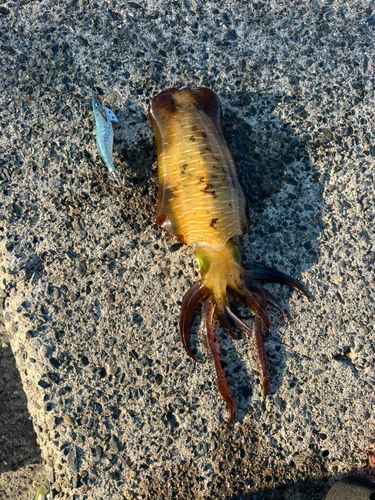 アオリイカの釣果