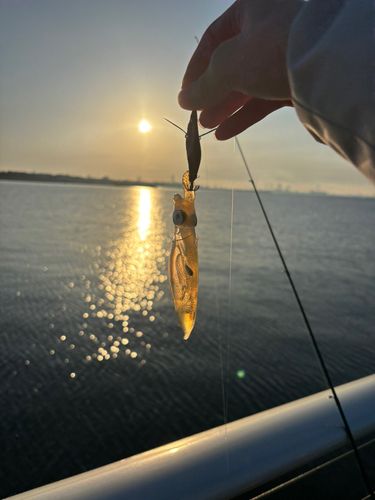 ヒイカの釣果