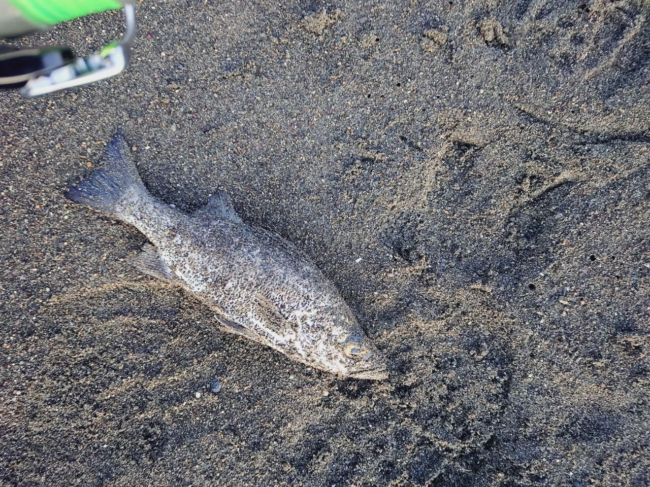 セイゴ（ヒラスズキ）