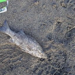 セイゴ（ヒラスズキ）