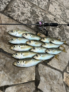 アジの釣果