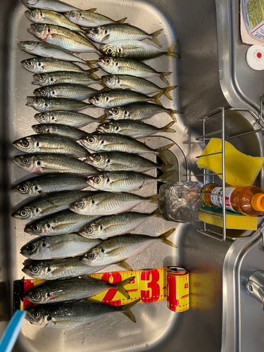 アジの釣果