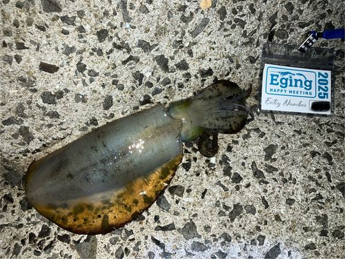 アオリイカの釣果