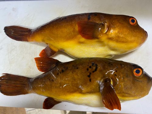 アカメフグの釣果