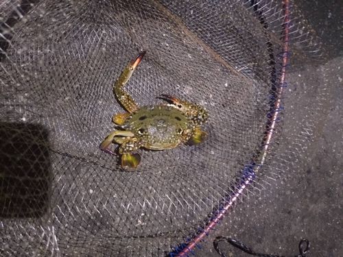 タイワンガザミの釣果