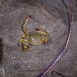 タイワンガザミ