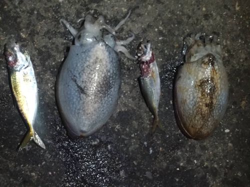 シリヤケイカの釣果