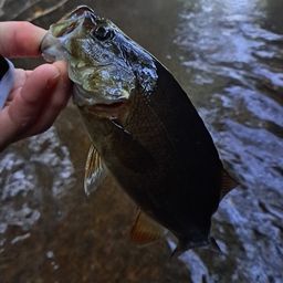 スモールマウスバス