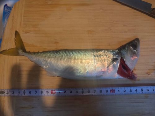 東京湾（アクアライン〜富津）