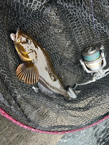 アイナメの釣果