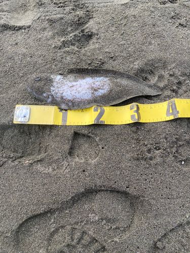 ウシノシタの釣果