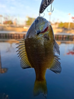 ブルーギルの釣果