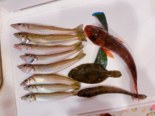 ホウボウの釣果