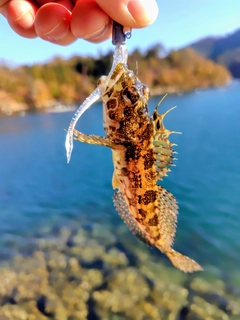 アナハゼの釣果