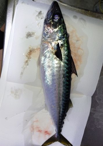 サバの釣果