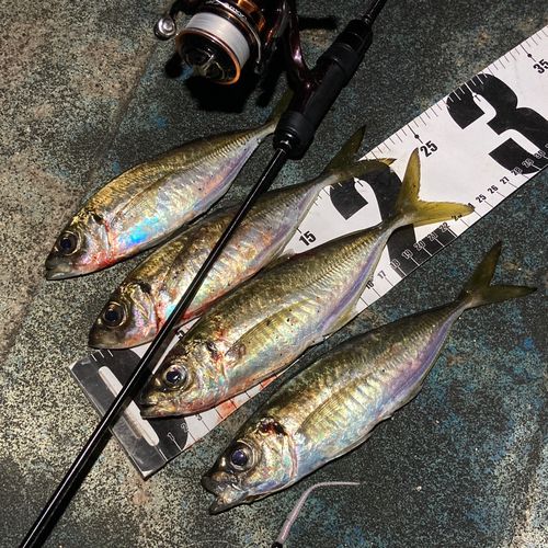 アジの釣果