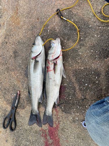 セイゴ（ヒラスズキ）の釣果
