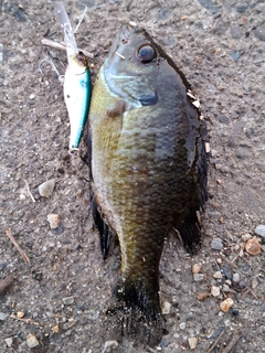 ブルーギルの釣果