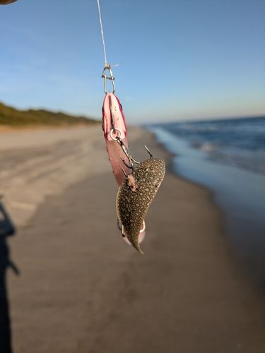 シタビラメの釣果