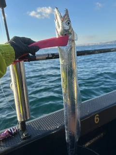 タチウオの釣果